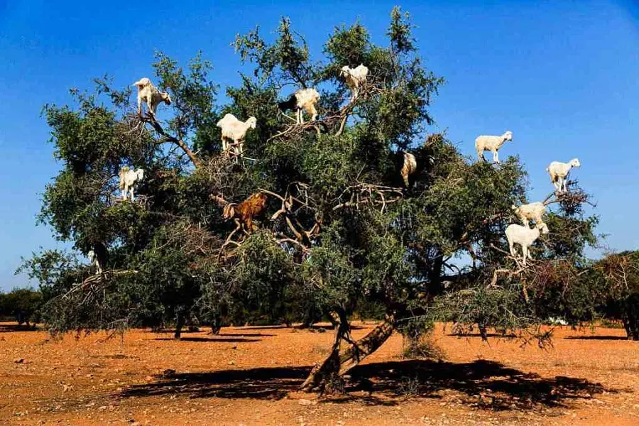 Day Trip from Marrakech to Essaouira